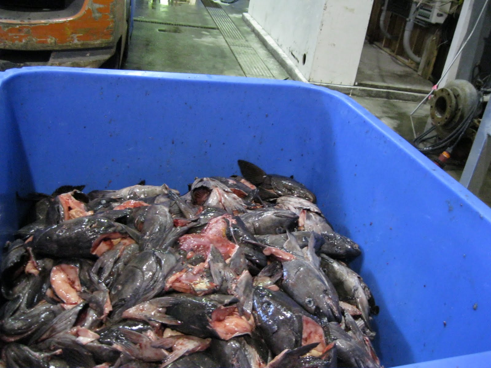 Summer in Sitka Cuttin Cod Collars