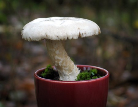 [dec6-mushroom.jpg]
