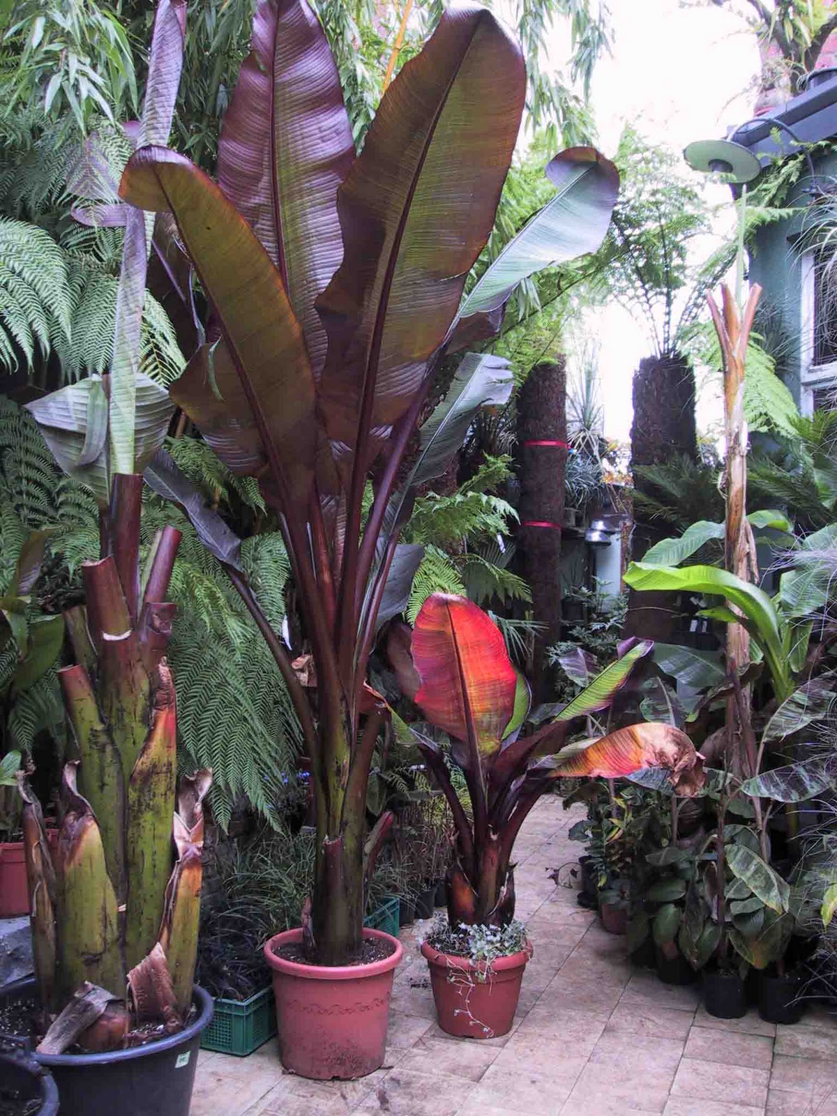 Histoire Eau Hyères L�âge d�or de la glace naturelle et