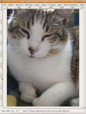 photo chat qui parle