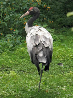 Black Necked Crane