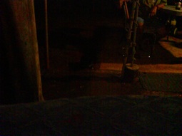 Can you see the black kitty?