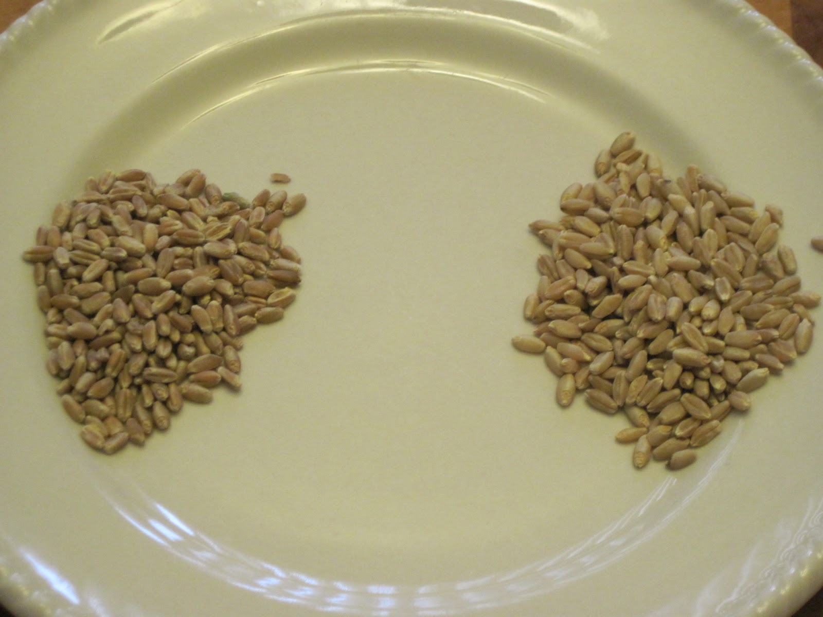 Food Storage, Plus... Red vs. White Wheat