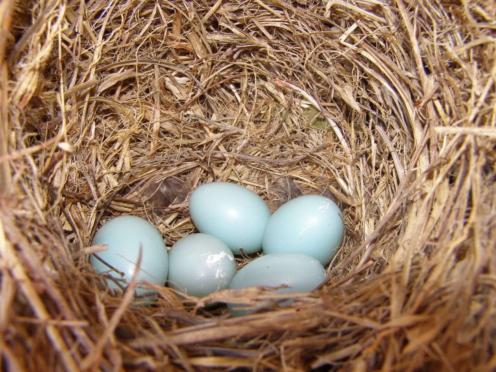 Blue Jay Barrens: Bird Nests