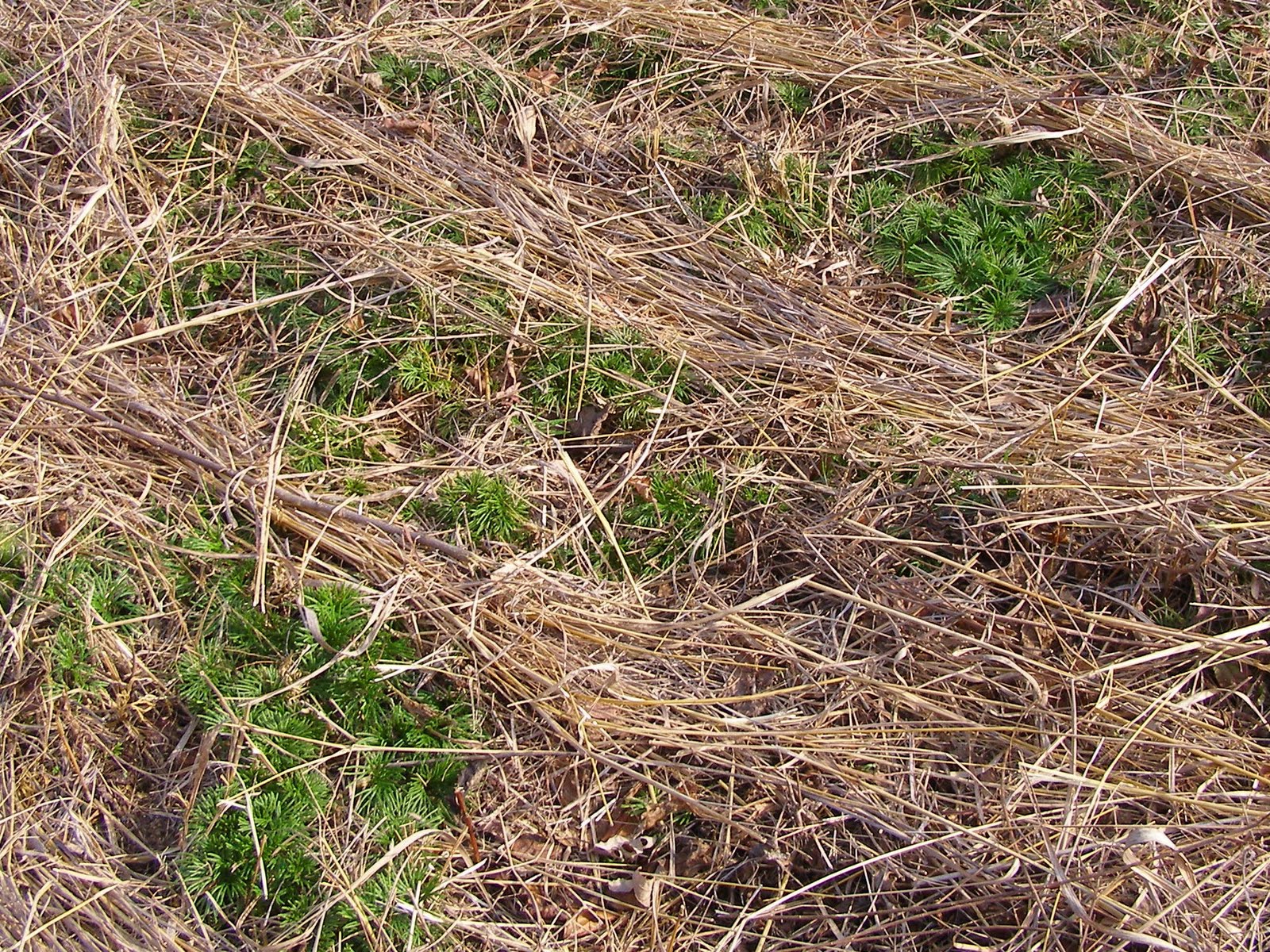 Blue Jay Barrens: Ground Cedar