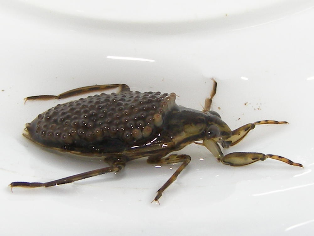 Blue Jay Barrens Giant Water Bug