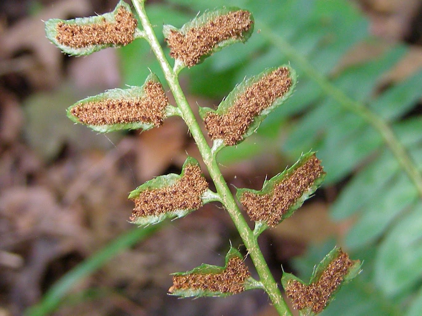 Blue Jay Barrens Christmas Fern