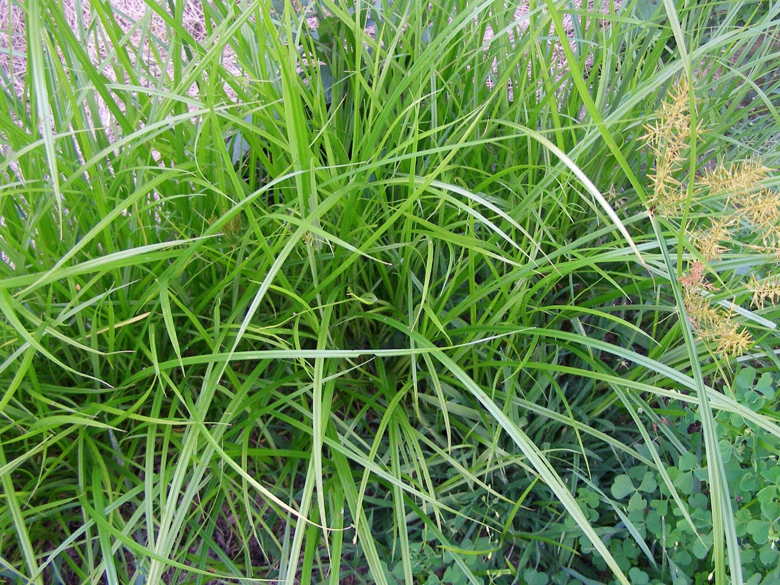 Blue Jay Barrens Yellow Nutsedge