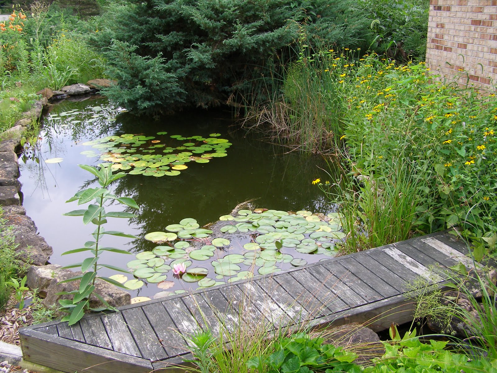 Blue Jay Barrens: Water Garden Mud Flat