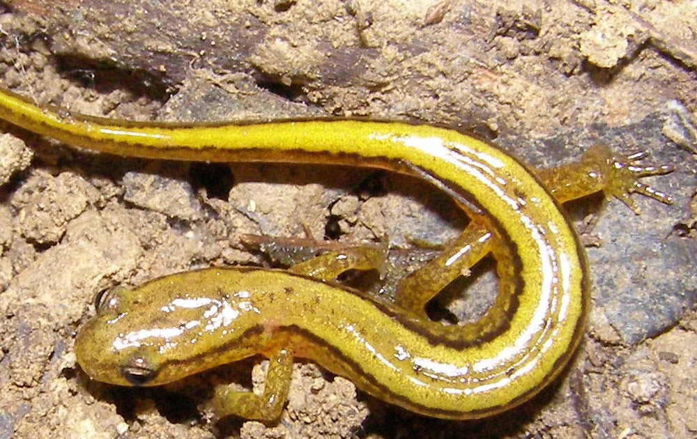 Salamander Dichotomous Key