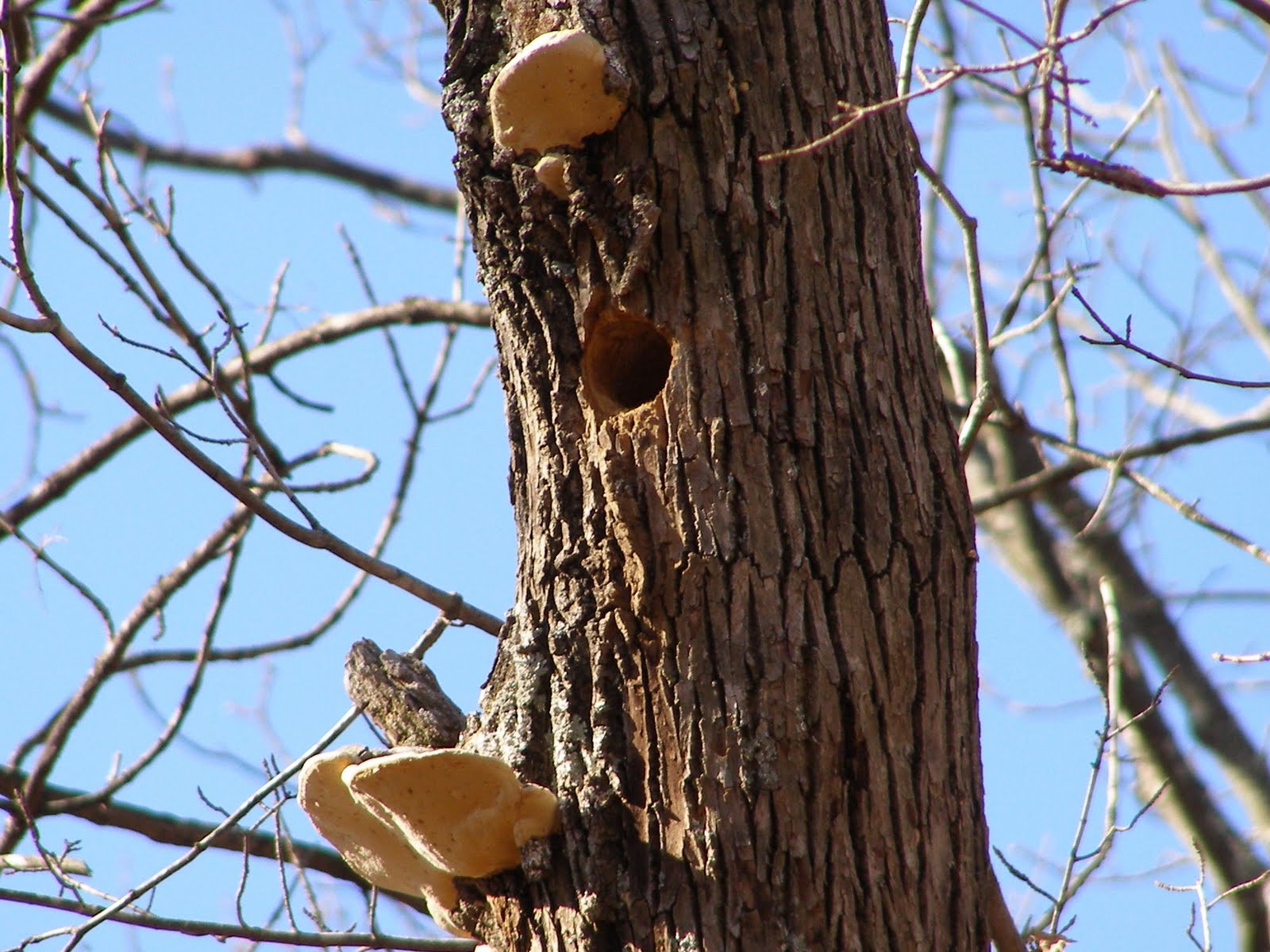 Blue Jay Barrens: Woodpecker Holes
