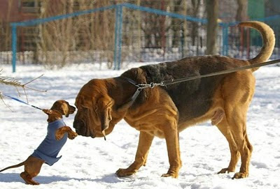 funny-dogs-small-dog-challenging-big-dog