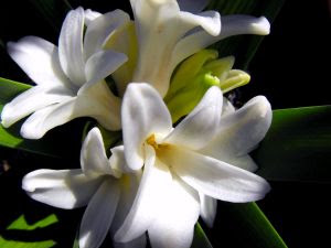 ¿Qué simboliza la Azucena? - Crear un Jardín
