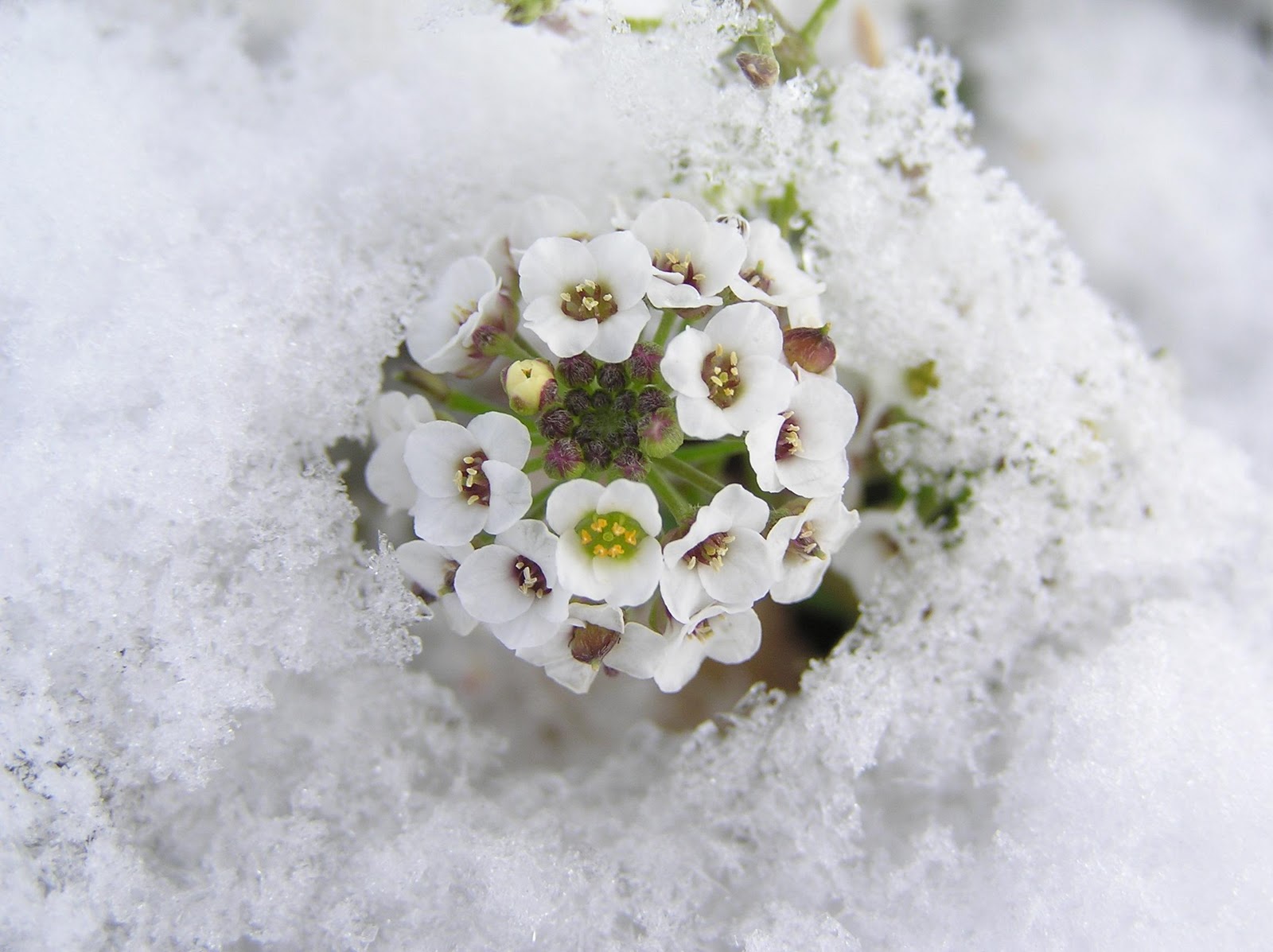 snow flower.jpg