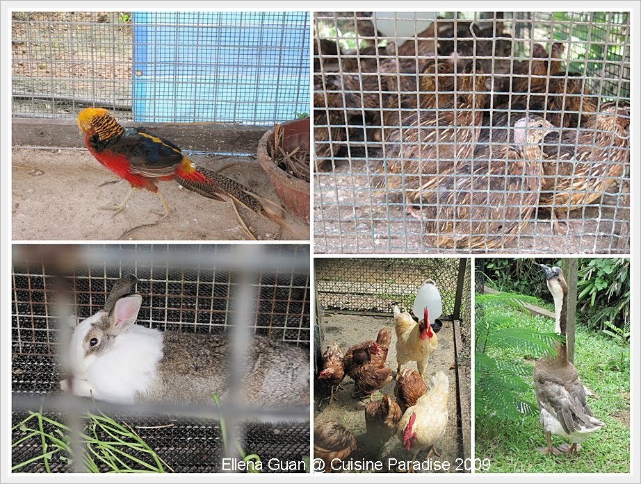 Cuisine Paradise Eat, Shop And Travel Exploring Bottle Tree Park