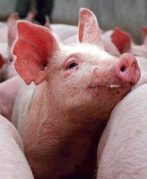 [pig.bmp]
