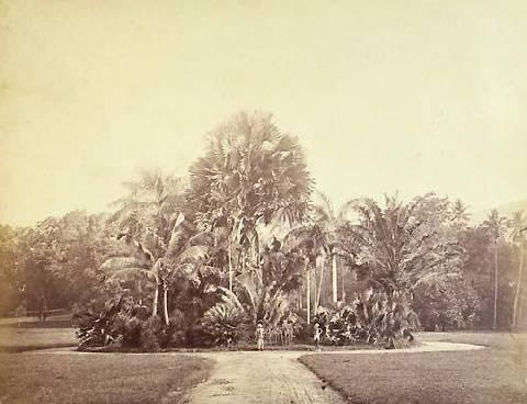 Peradeniya Botanical Gardens