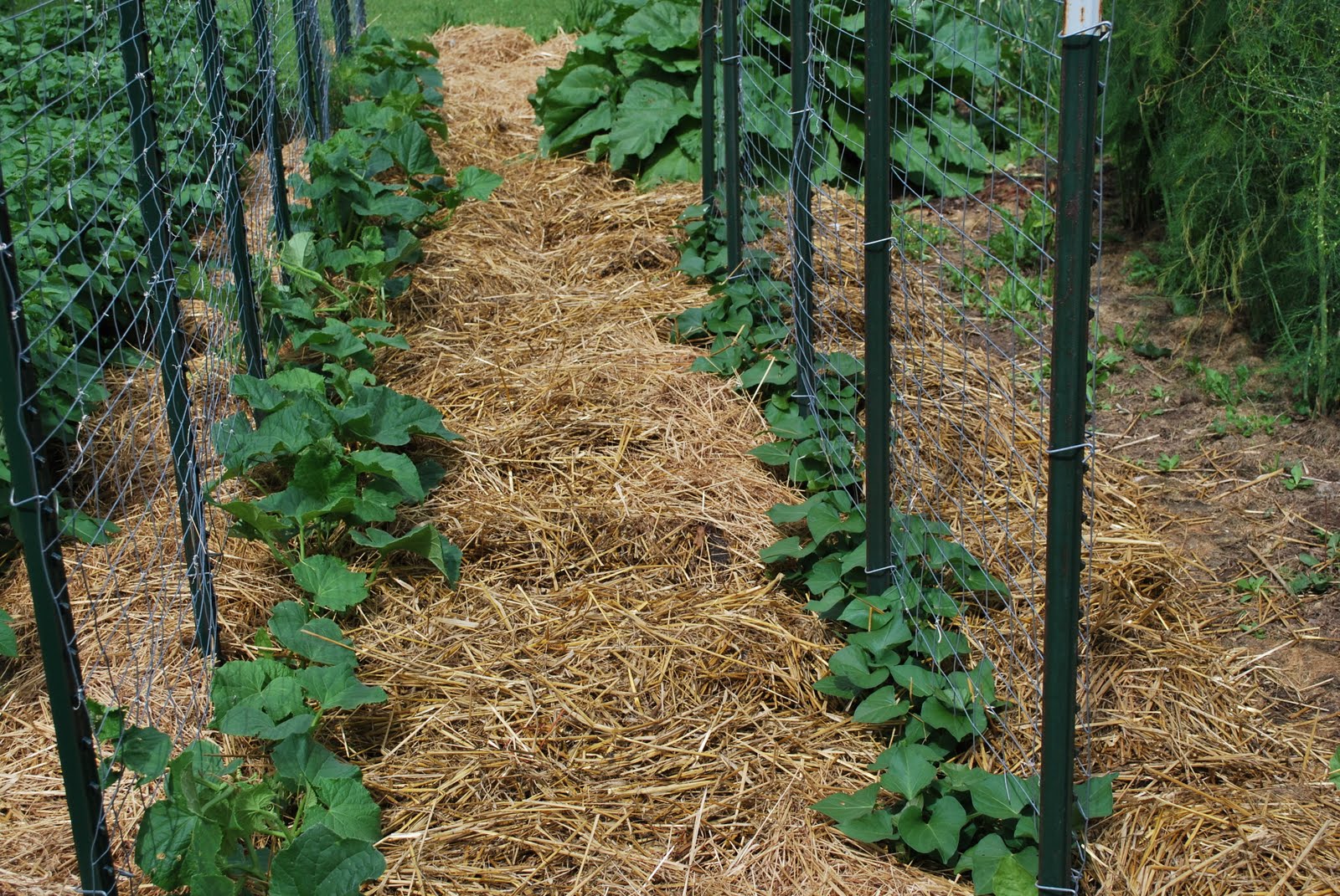 Molly's Kitchen Garden Mulching