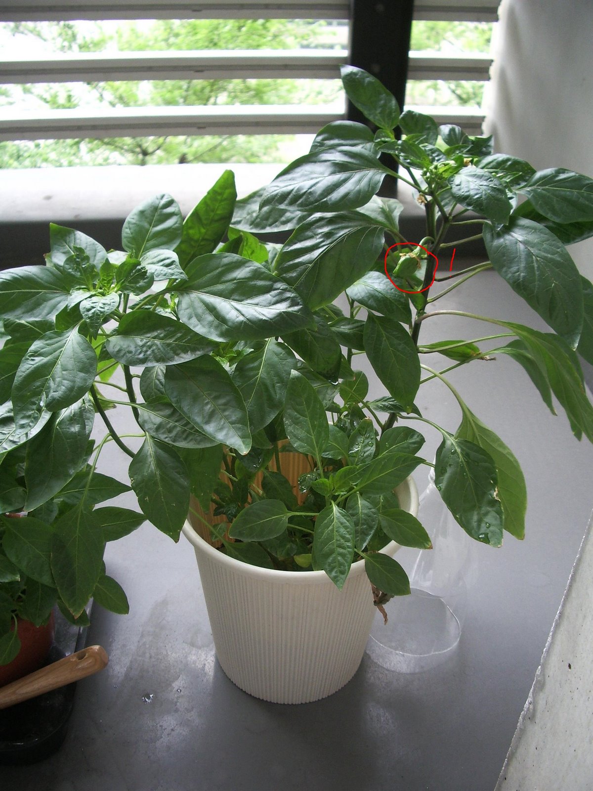 [look+a+pepper.JPG]
