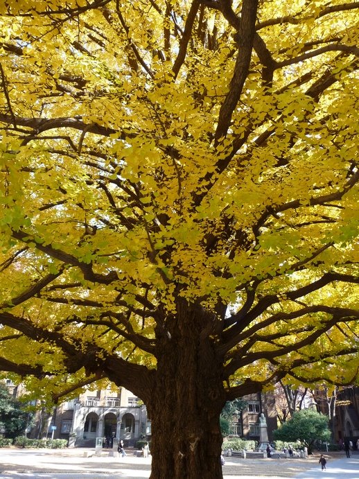 [03+ginko.jpg]