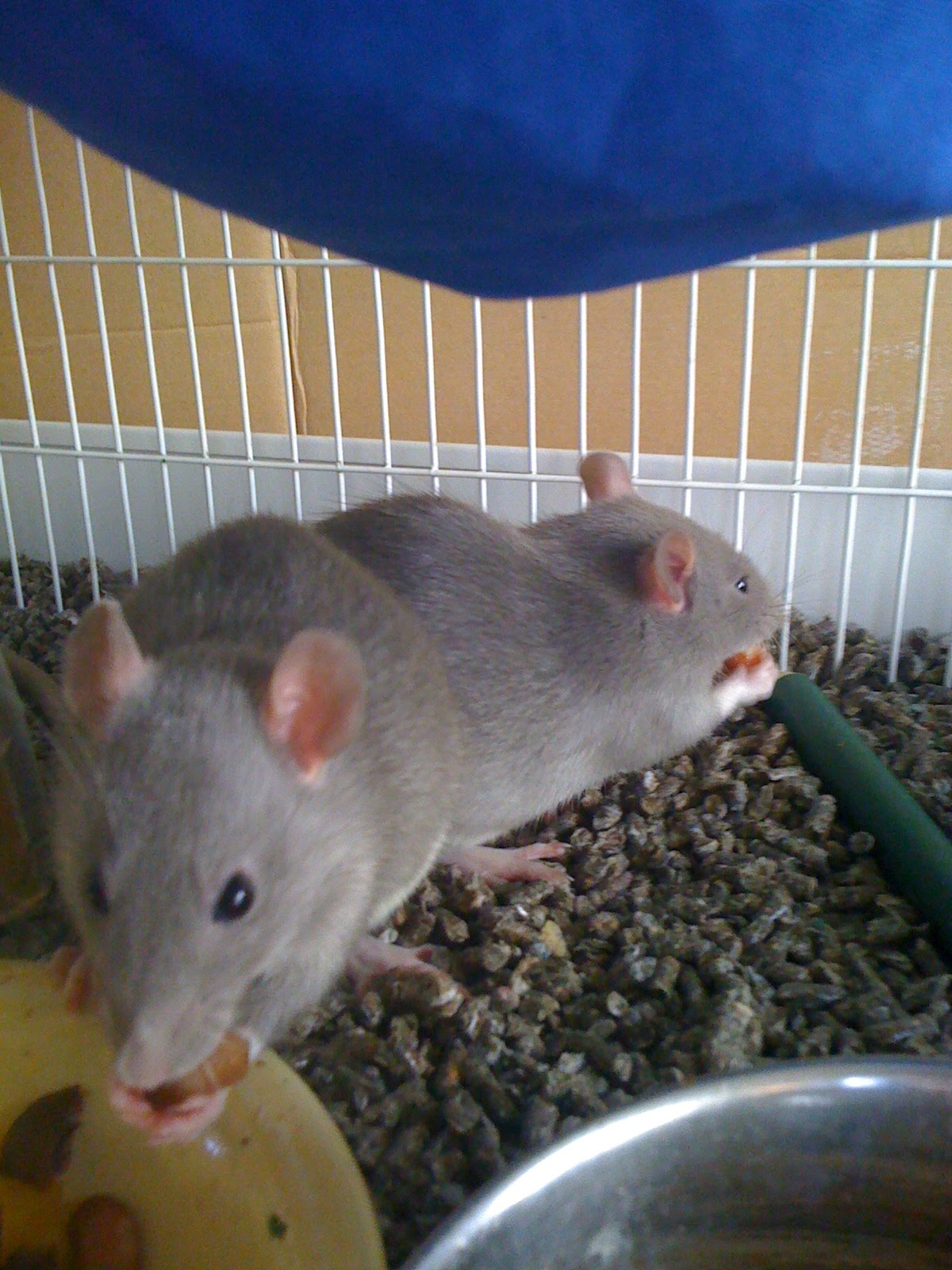 Star Trek, and rats, and dogs, oh my!