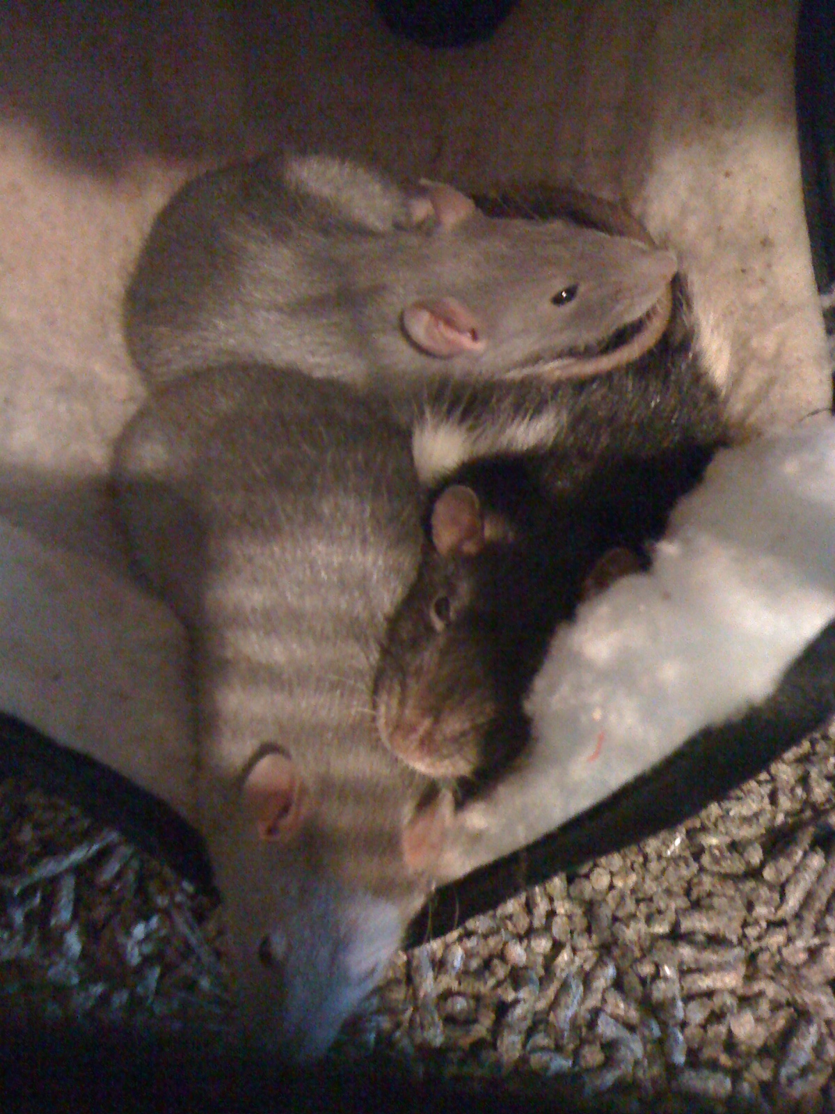 Star Trek, and rats, and dogs, oh my!