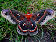 Cercopia moth