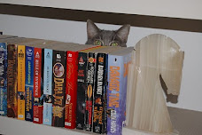 Cats Like Books Too!
