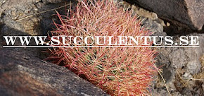Min websida om Suckulenter och andra Exotiska växter