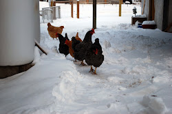 winter chickens stayin path backyard