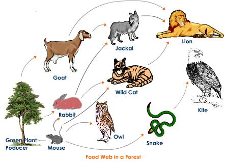 Biology help: Food web diagram