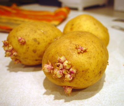 Silent moments...: Sprouting potatoes? Can you eat them?