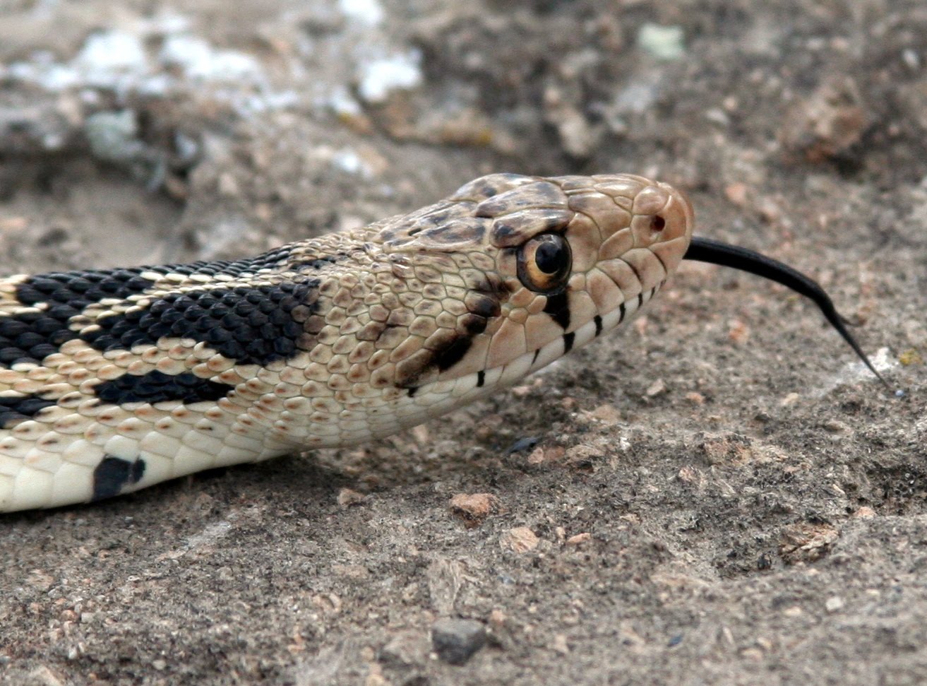Snakes Great Basin Gopher Snakes
