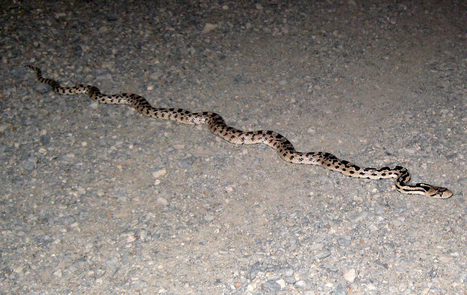 Pet Gopher Snake snake