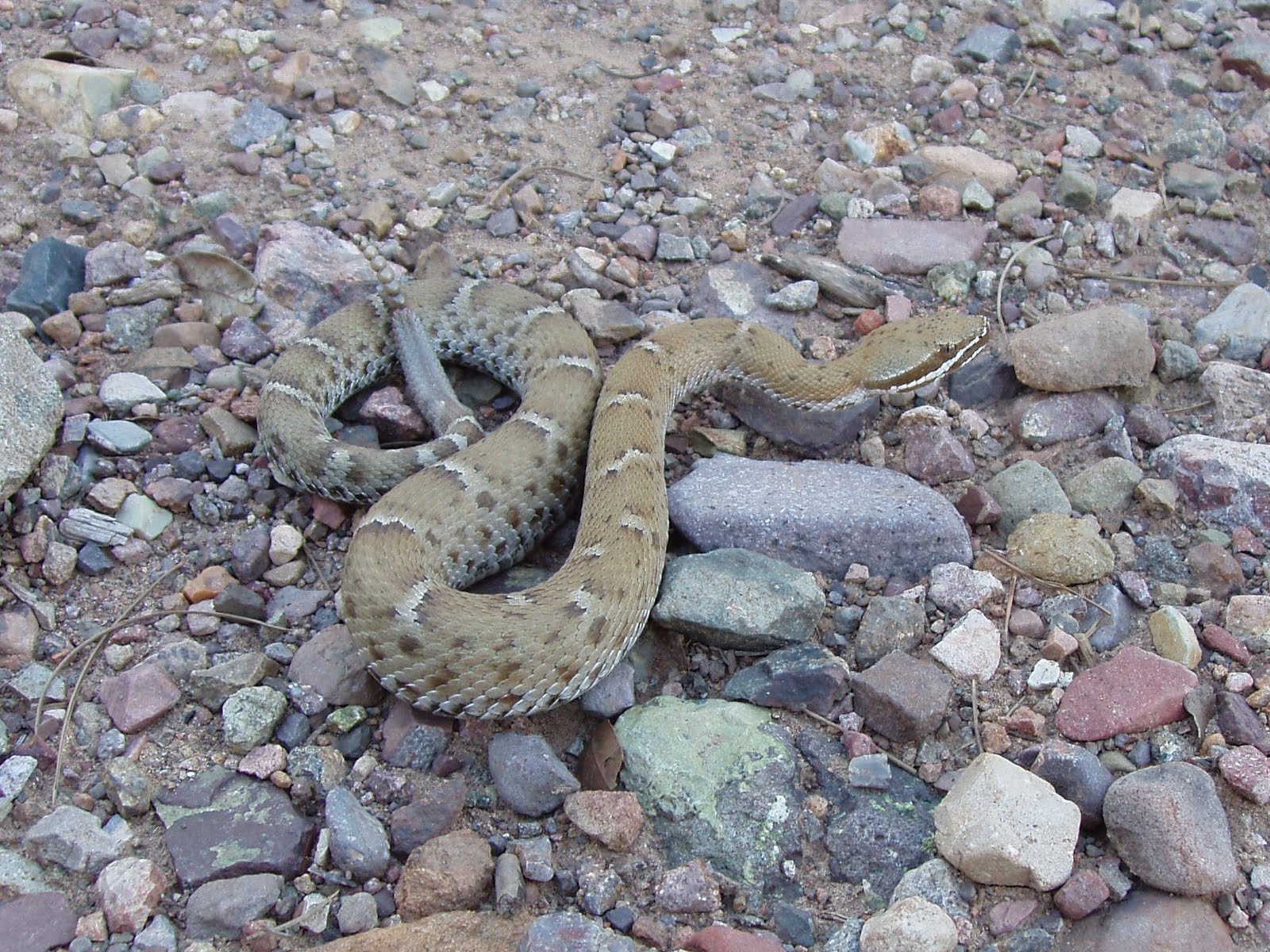 stanley s camp green lake journal the rattlesnake warden