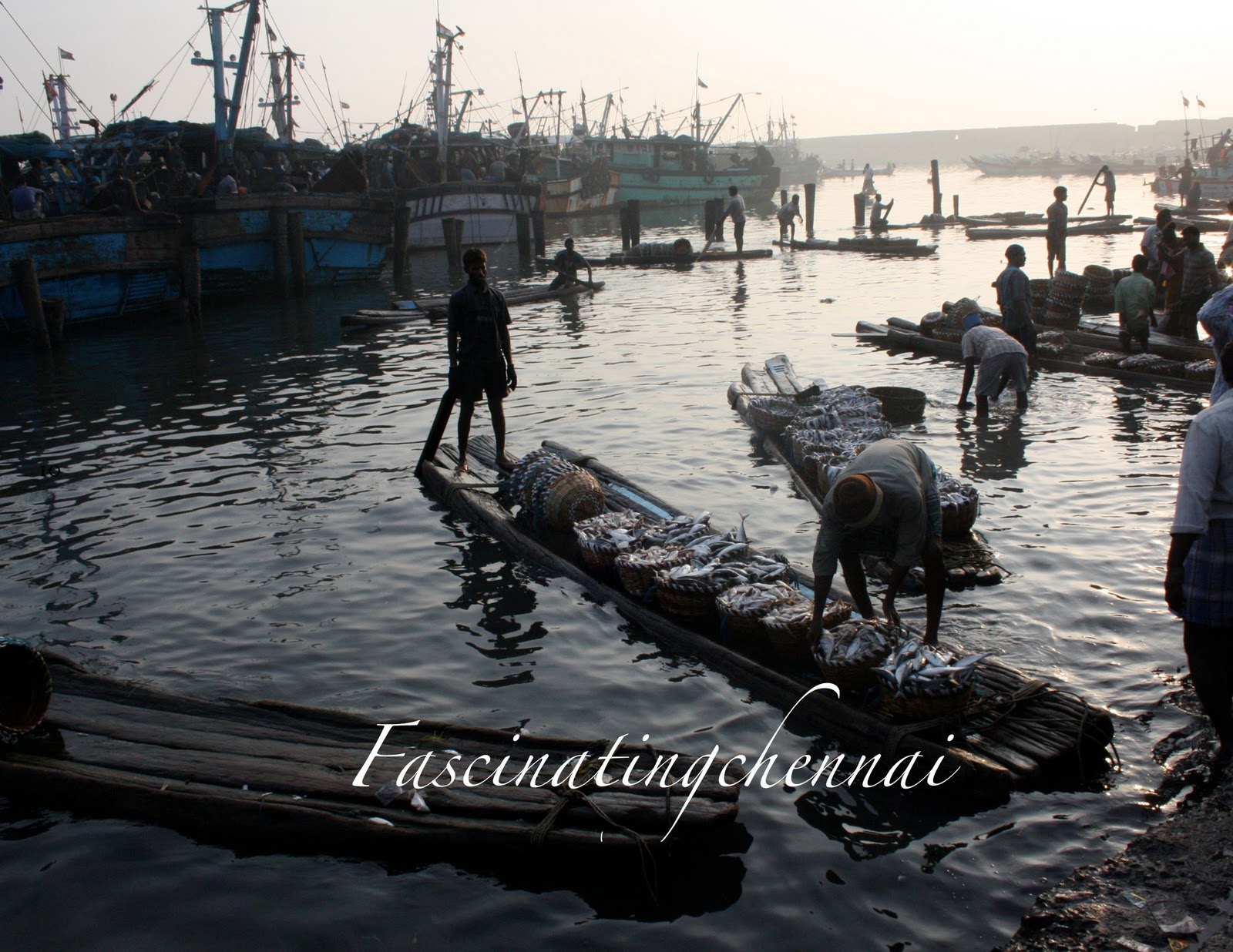 Fascinating Chennai Royapuram Fishing Harbour