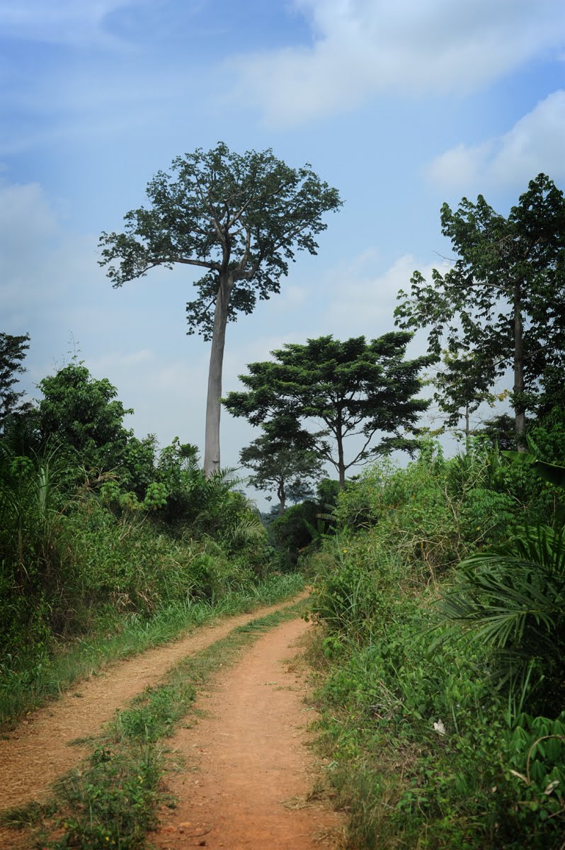 Adventures in Ghana Important Plants of Ghana