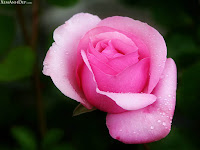 Bunga Mawar Rawa Belong