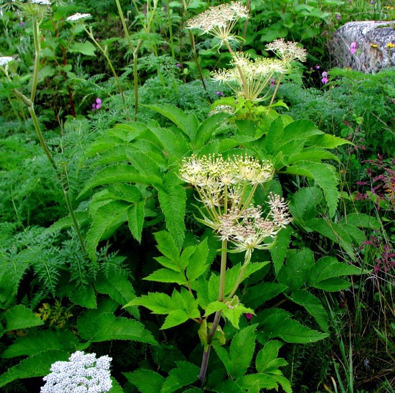 Angelica archangelica Plant Taxonomy of Indian Trees