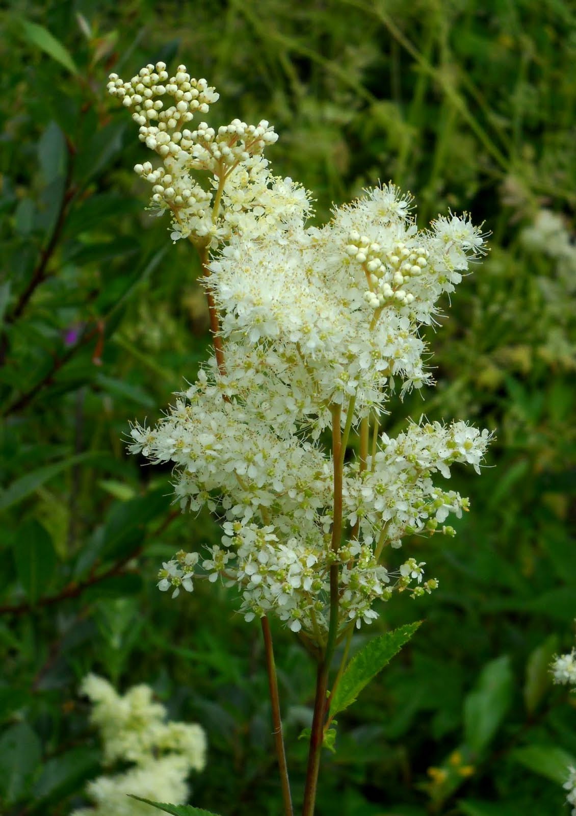 My Nature Photography: Meadowsweet