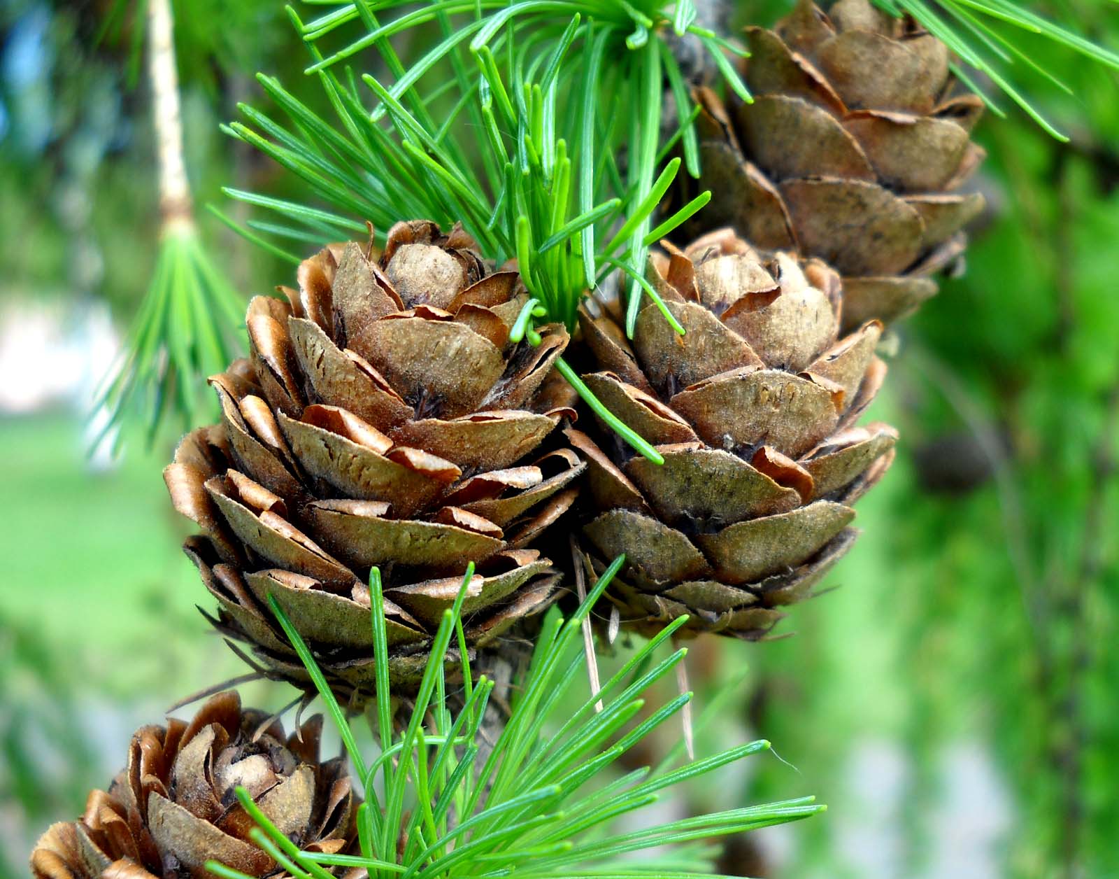 My Nature Photography Larch Tree Cones