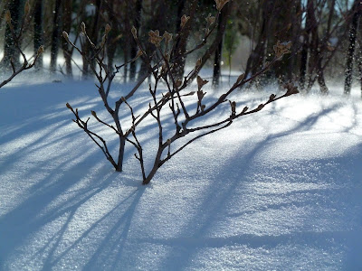 snow swirling around planting outside of brooklyn botanic