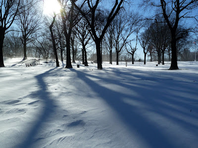 Tree canopy with snow below, Mt. Prospect park, Brooklyn
