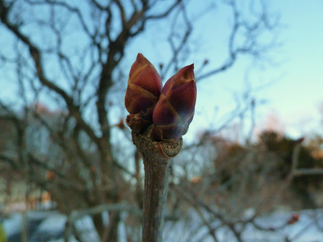 Buds of a lilac in winter at Brooklyn Botanic