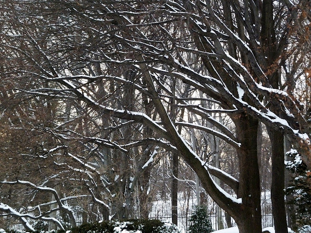 Snow on branches, Brooklyn Botanic