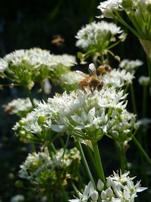 Bee on garlic chive flower, Fragrance Garden, Brooklyn Botanic