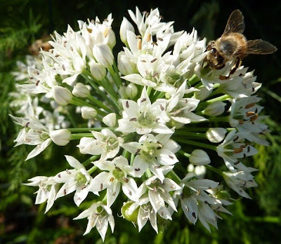 Bee on garlic chive flower