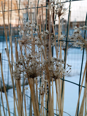 Flower/seedhead of garlic chives in early January