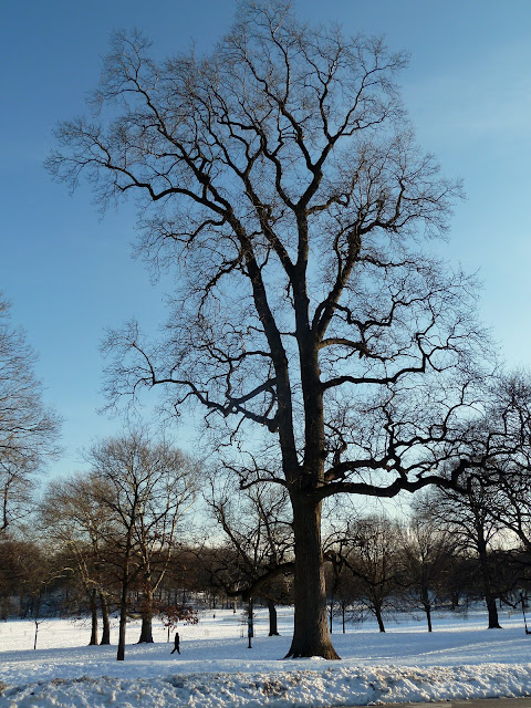 Winter Silhouette Tulip Tree, Prospect Park, Brooklyn