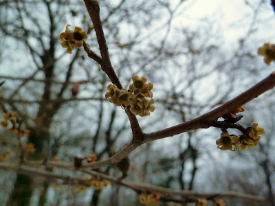 Yellow Witchhazel flower remains in winter